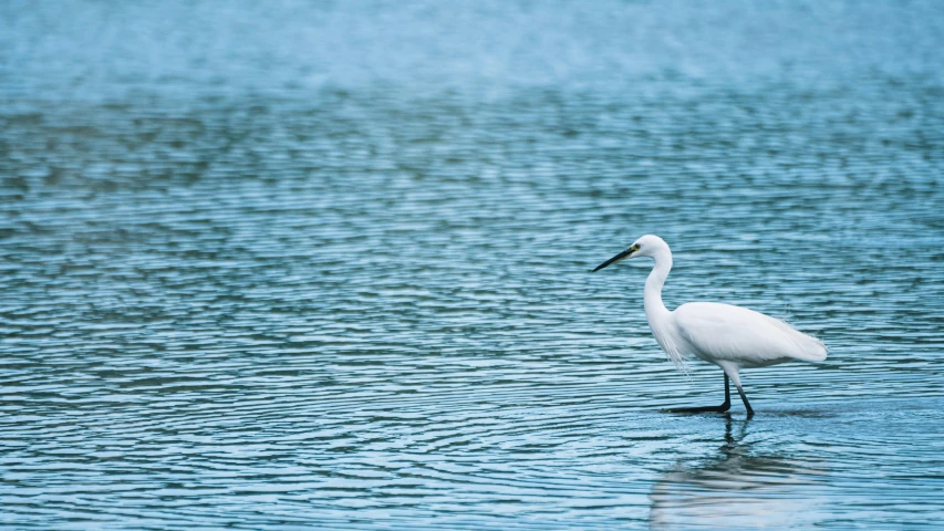 a white bird is walking in the water