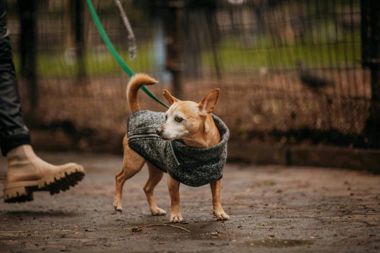 small dog walking with a vest on a leash