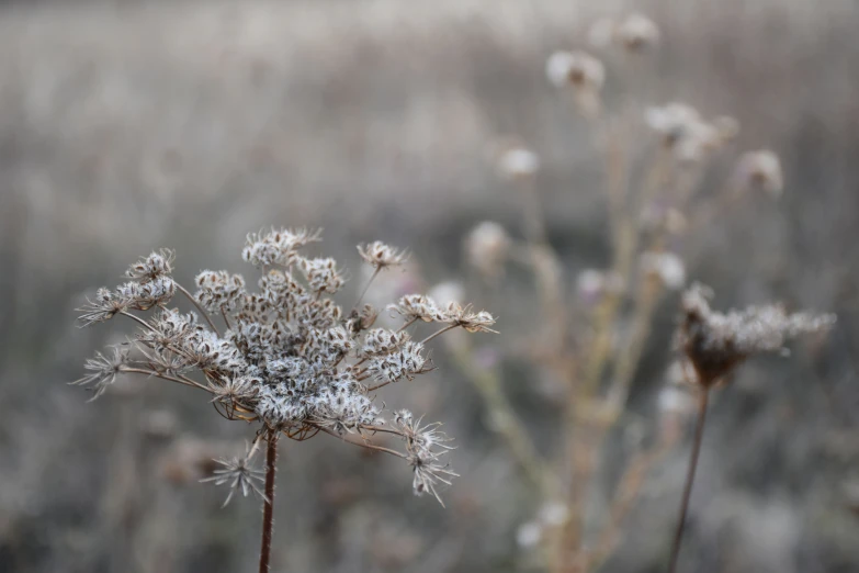 a flower with snow flakes standing alone in a field