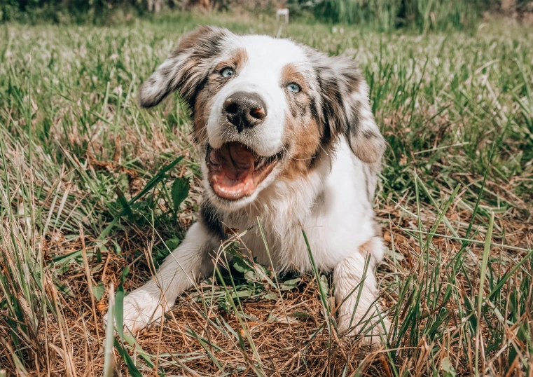 a dog sitting in a field next to green grass