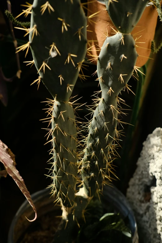 a large cactus plant in a pot by a wall