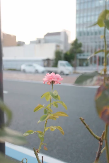 a pink flower growing on the side of a road