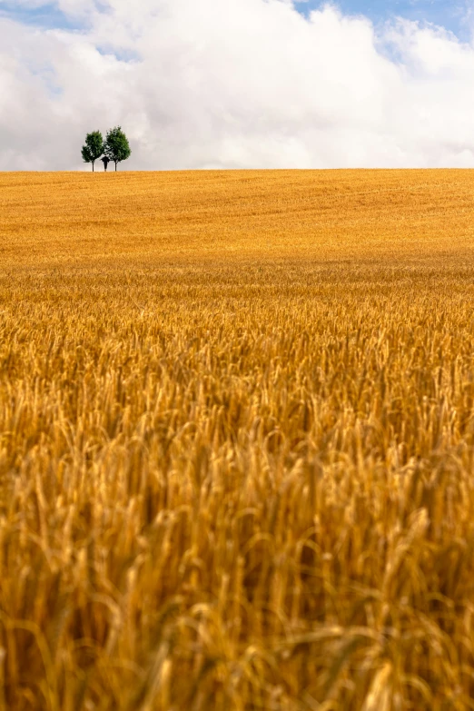 a lonely tree stands in the middle of the field