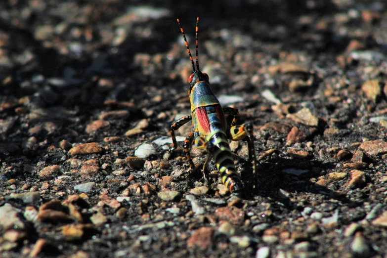 a colorful insect standing on a rocky ground