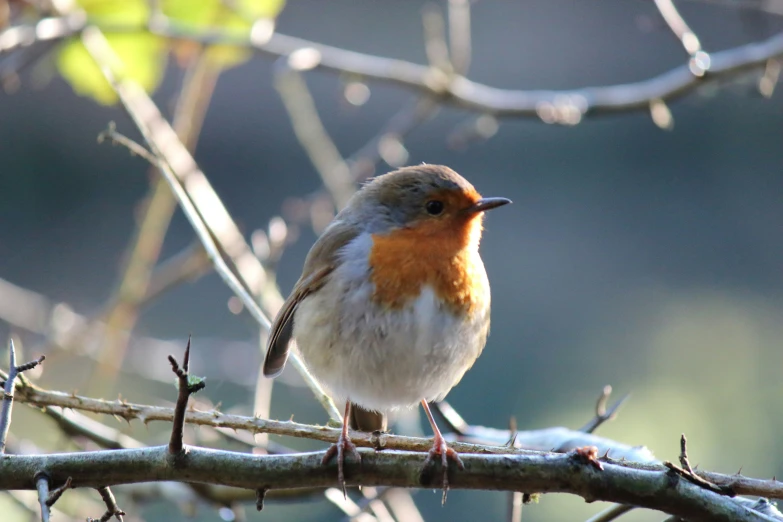 a small bird is perched on a nch