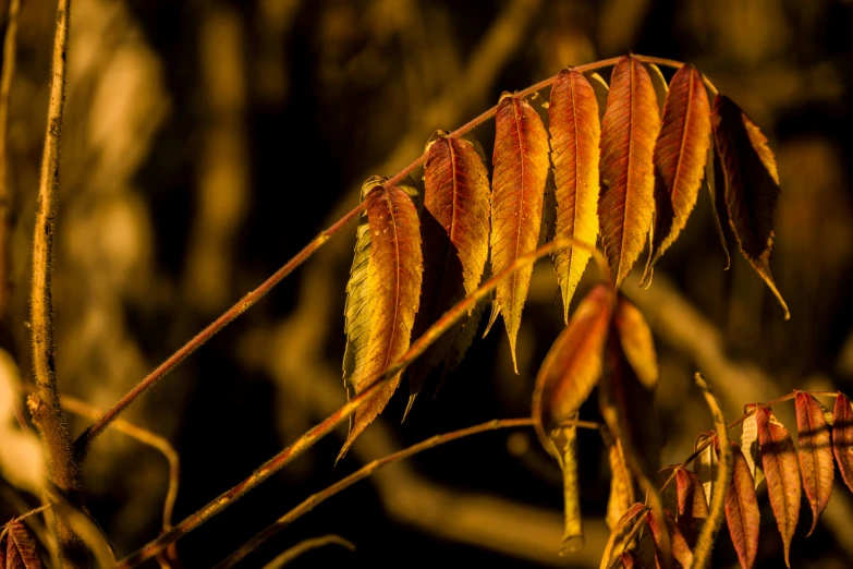 the thin leaves of some tree are changing color