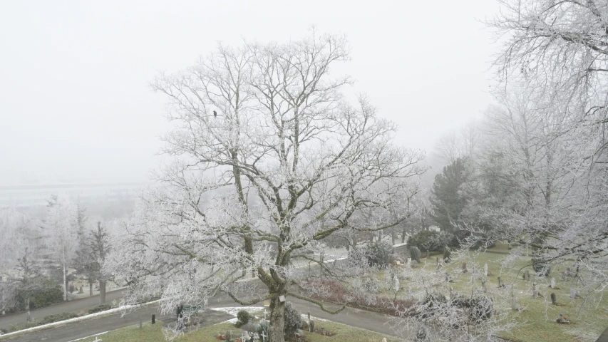 a barren tree with white snow on the leaves