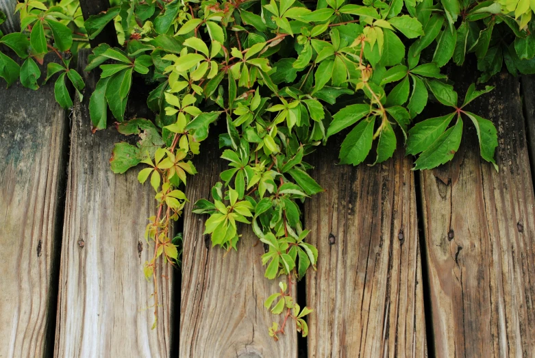 green foliage on top of wooden decking on sunny day