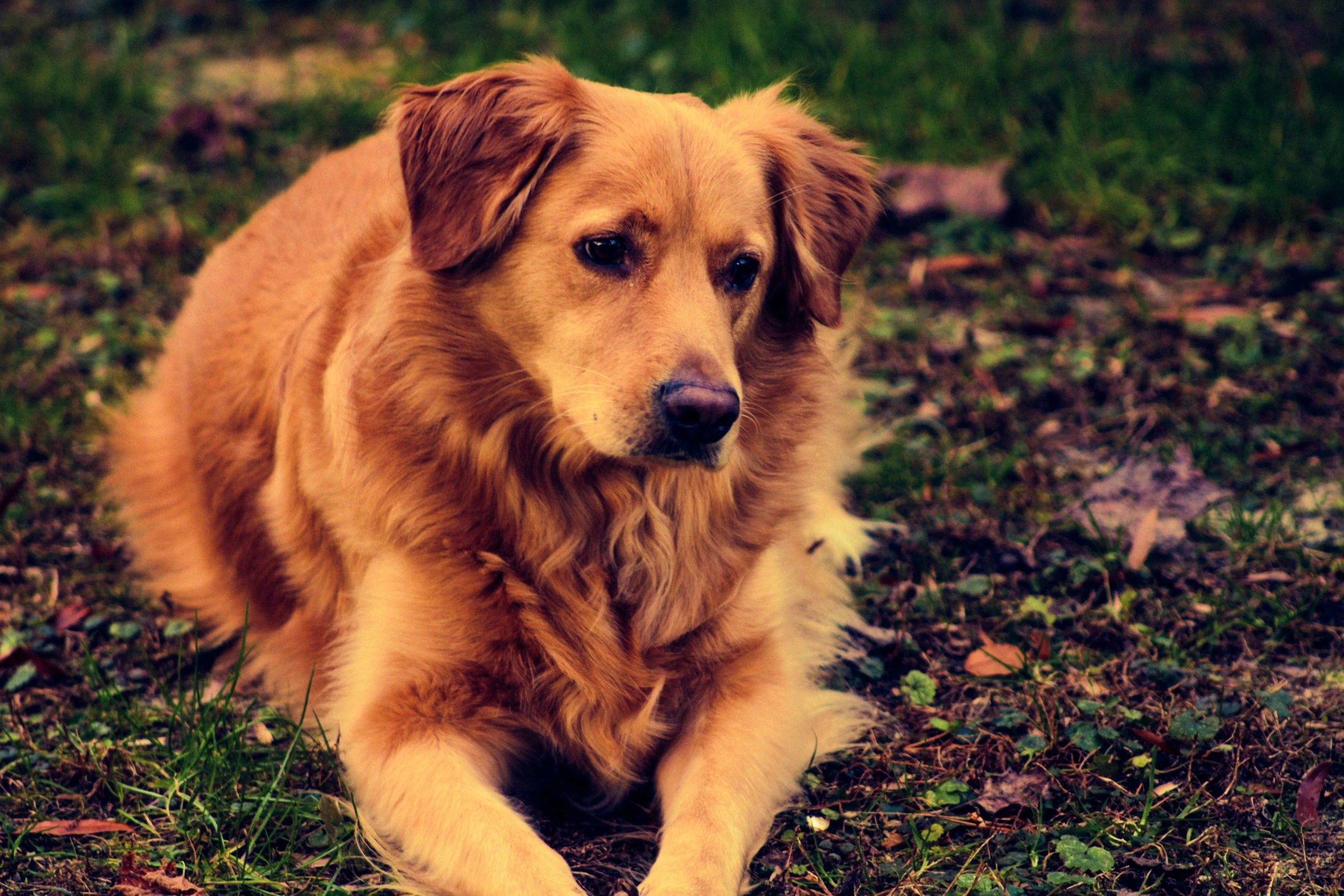 a brown dog laying in the grass next to leaves