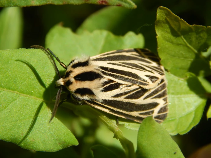 a striped insect sits on some green leaves