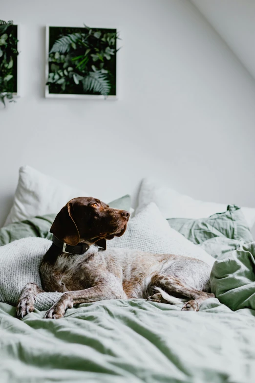 a dog laying down on a bed next to some plants