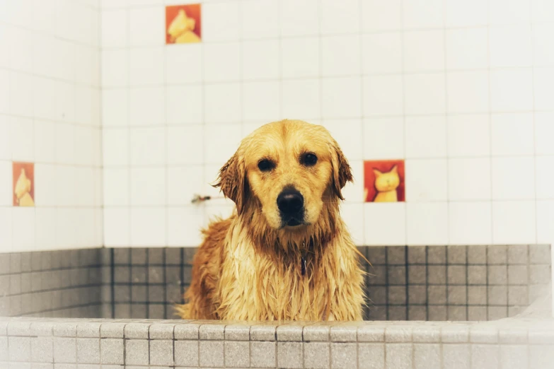 a dog is sitting in a grey and white tiled bathtub