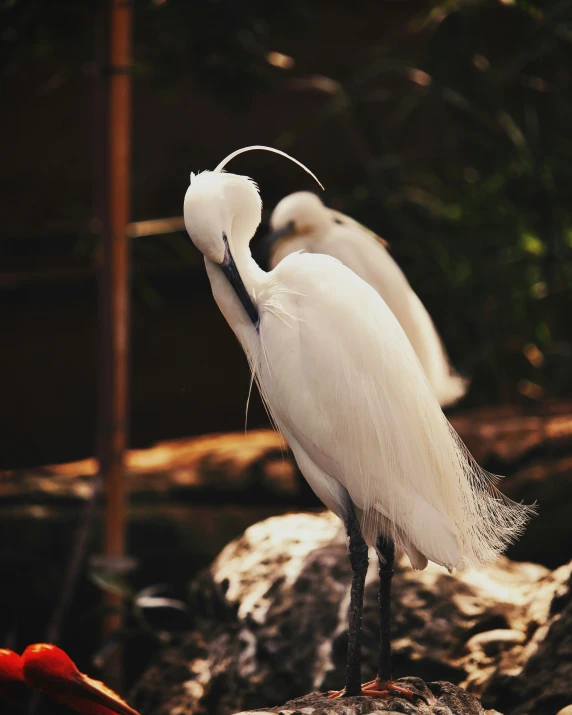 this is two birds in the water one bird with a long beak and tail and the other a long neck