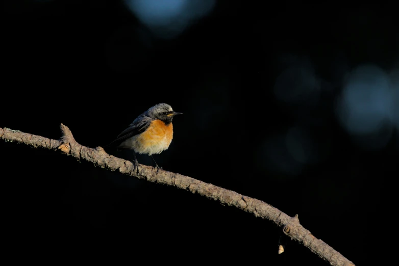 a small bird perched on top of a tree nch