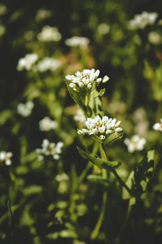 close up of some kind of plants in a field