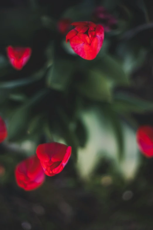 there are flowers that have red petals in it