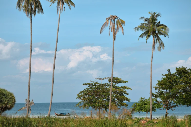 a few trees on the edge of an ocean with a boat