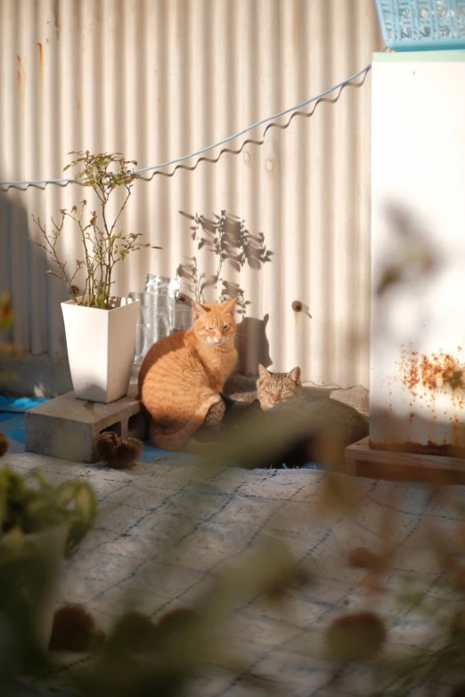 a couple of cats sitting by a potted plant