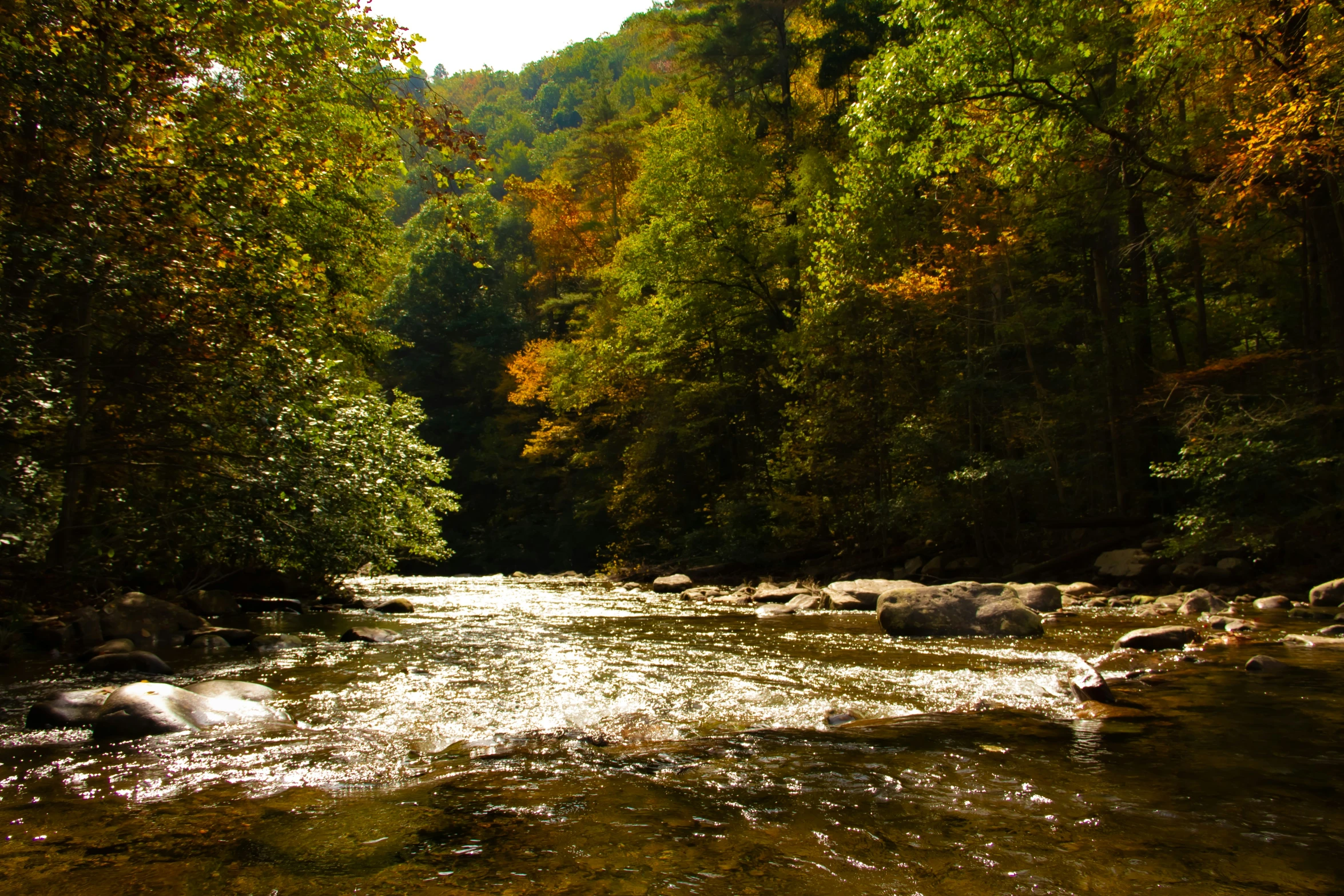 the view of a river flowing through a forest