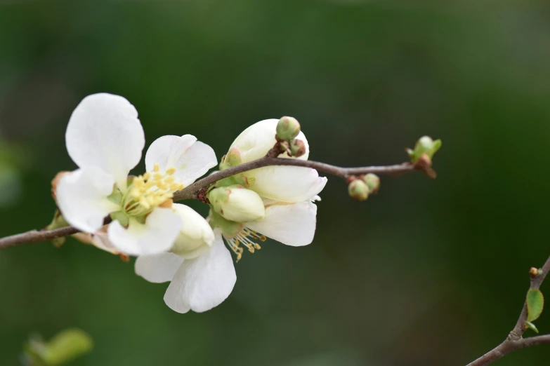 the blossoms of an apple blossom are white