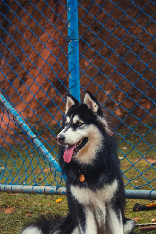 a husky dog sitting in front of a fence with its tongue hanging out