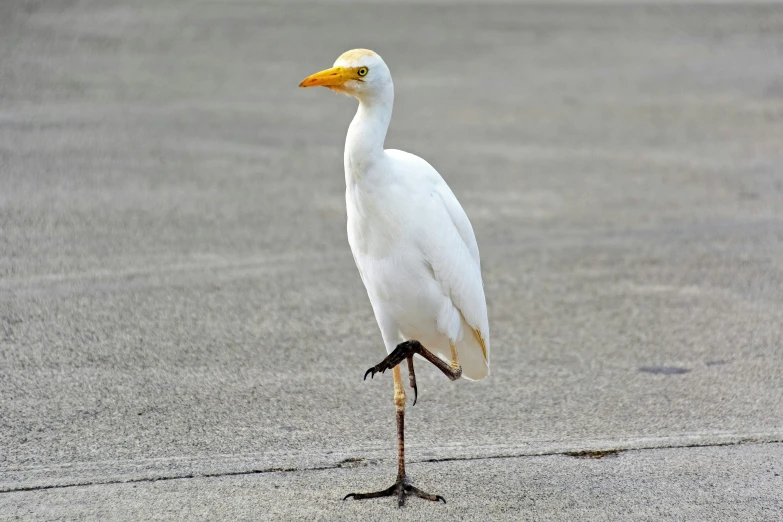 a white bird standing on a black ground