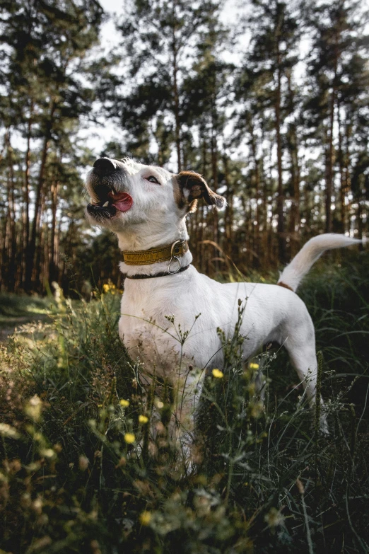 a dog in the woods looking up at soing