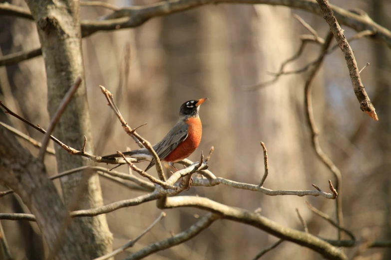 a small orange and gray bird is perched on a tree nch