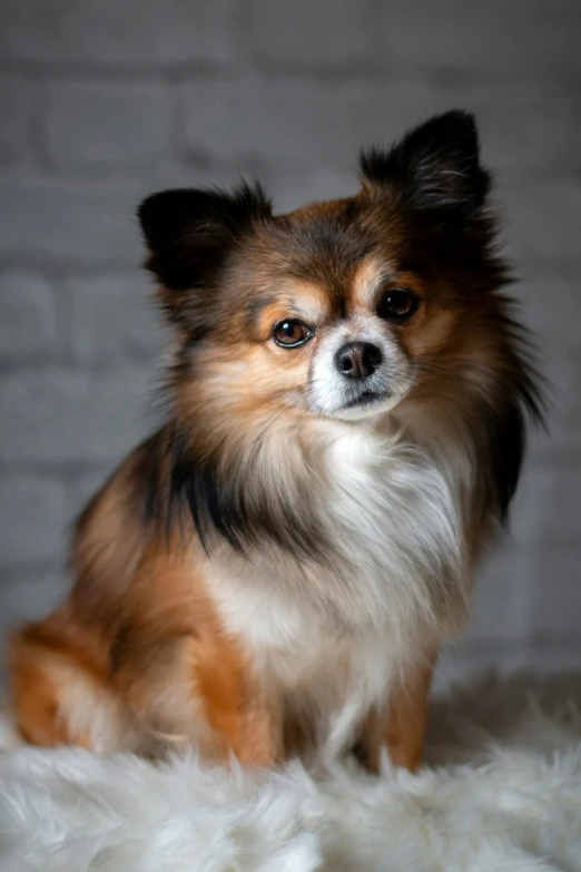 a cute small dog sits on the white furry carpet