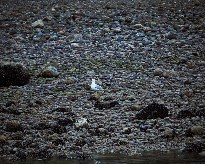 white bird with black spots sitting on top of rocky ground