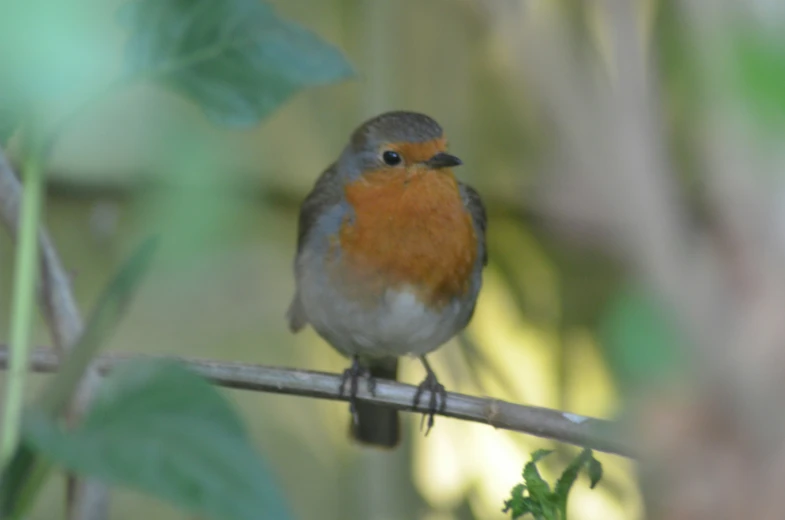 a bird perched on top of a nch with leaves