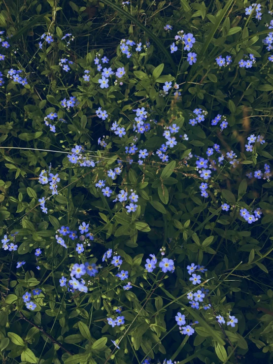 blue flowers and green leaves on a green bush