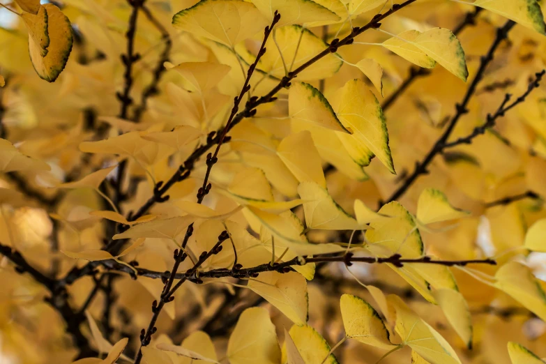 the nches and leaves of this tree are yellow