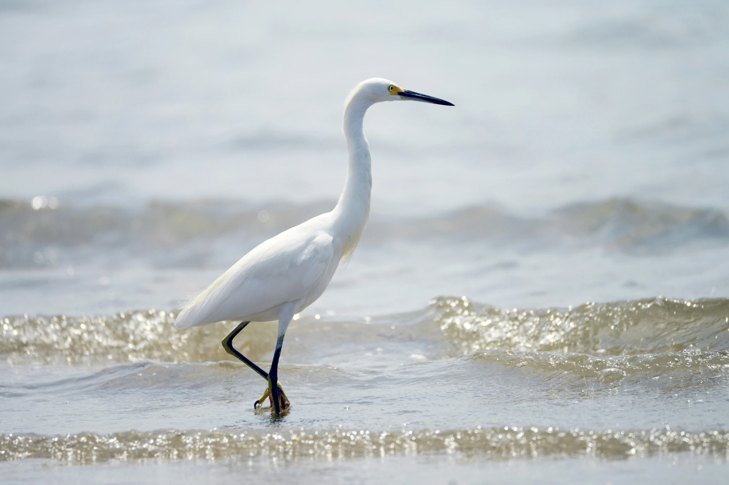 a white bird is standing in the surf