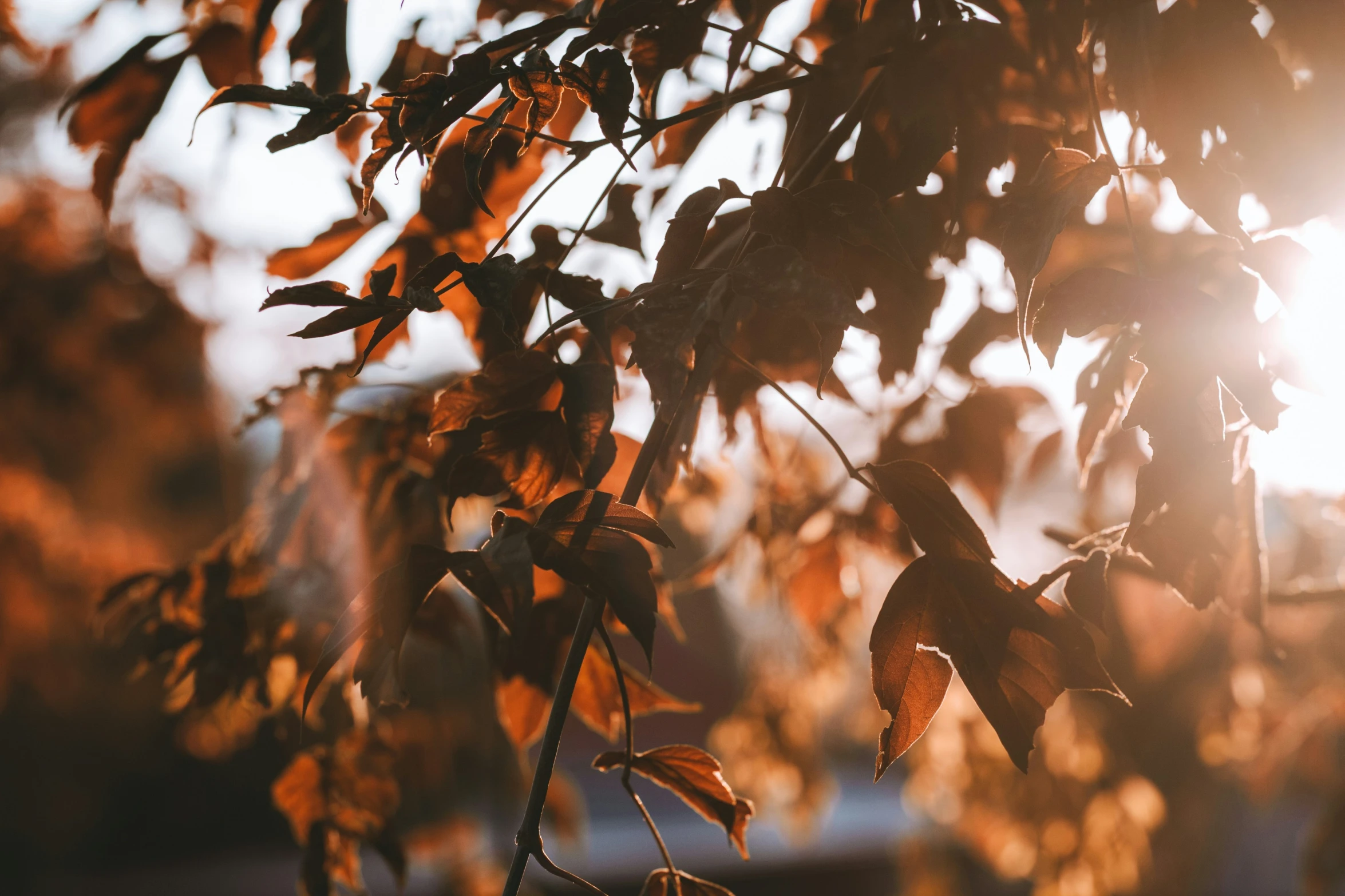 the sun shining through the autumn leaves