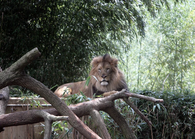 a large lion sitting next to a pile of logs