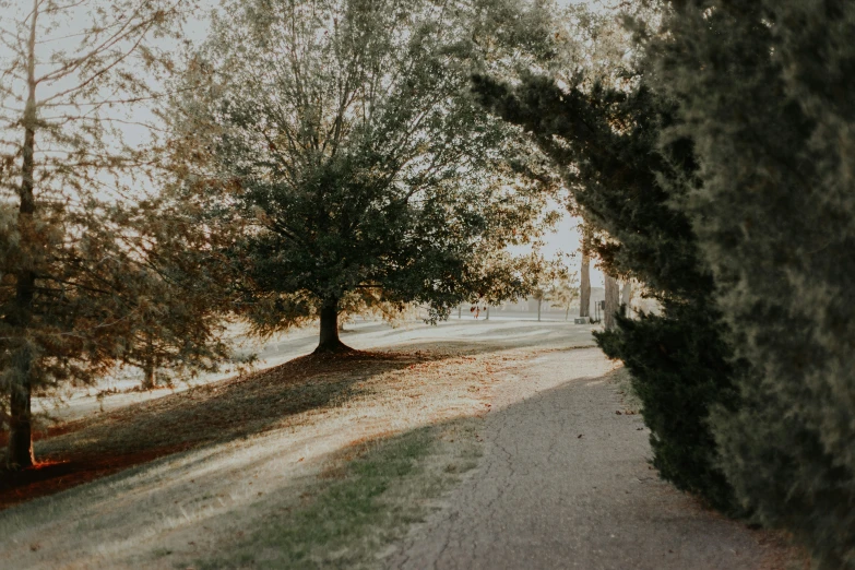 a tree on the side of a dirt road