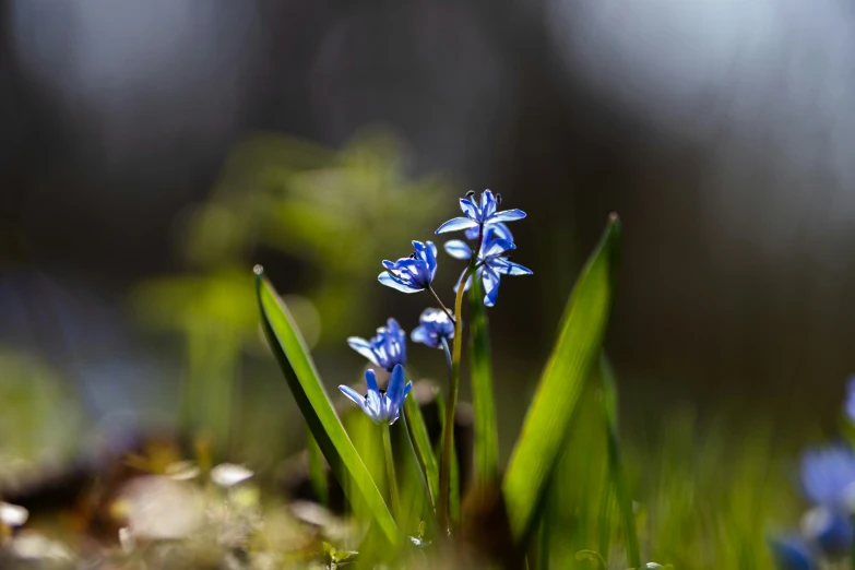 the blue flowers are growing through the green grass