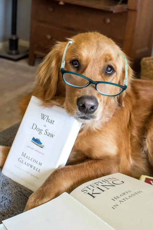 a dog is wearing glasses and laying with a book in his mouth