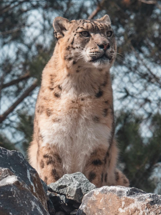 a lynx standing on top of some large rocks