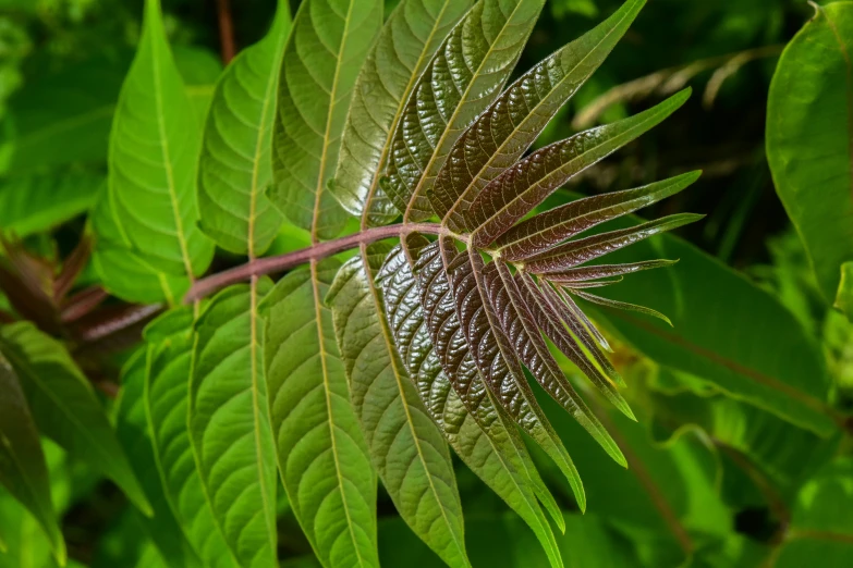 green plants in a garden with leaves on the ground