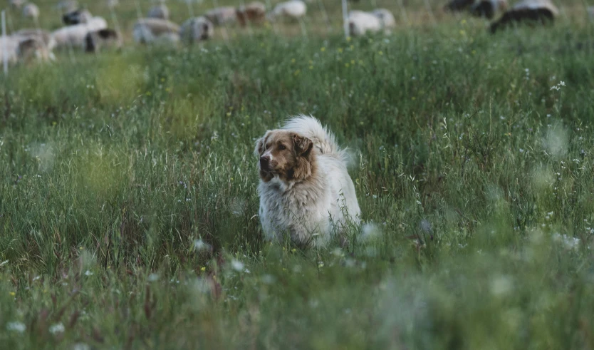 a dog is in a field full of cattle