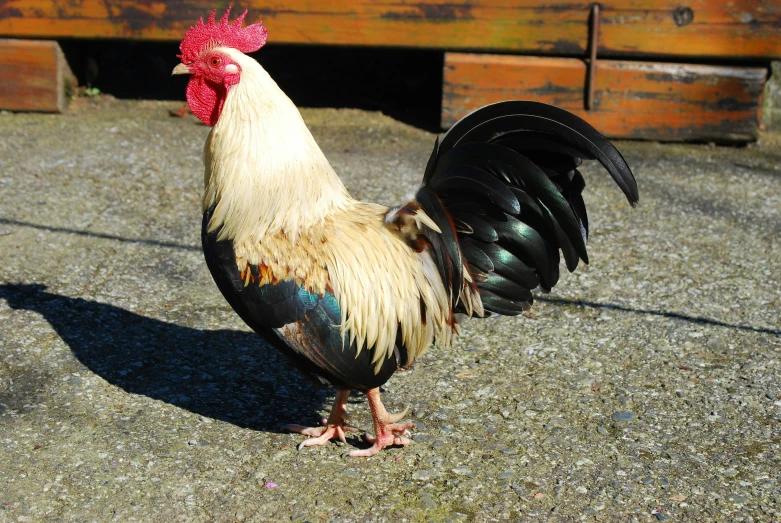 rooster with red head and blue beak standing in gravel