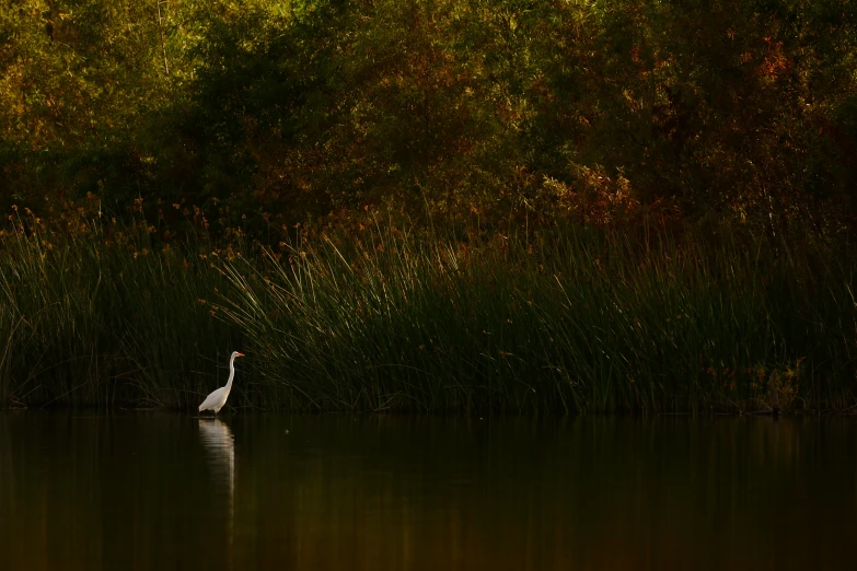 bird on water near a marsh with trees