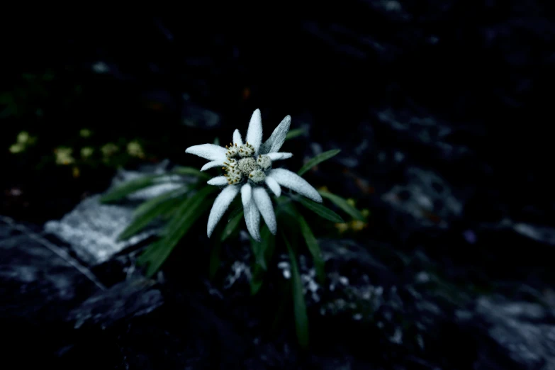 a white flower on some black rocks