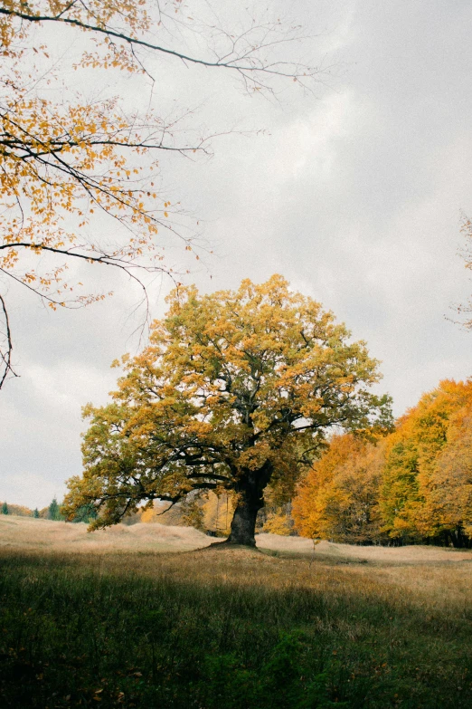 a lonely tree stands in a grassy field