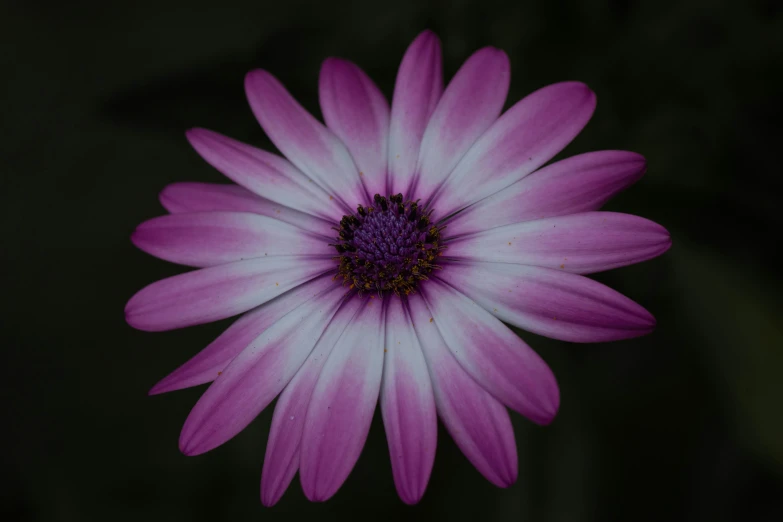 a single flower with pink and white petals