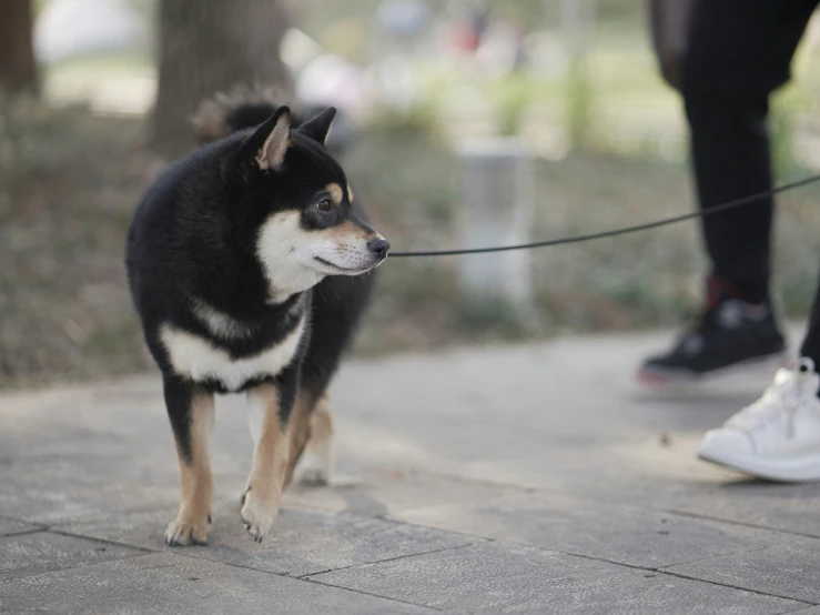 a dog pulling his owner around on a leash