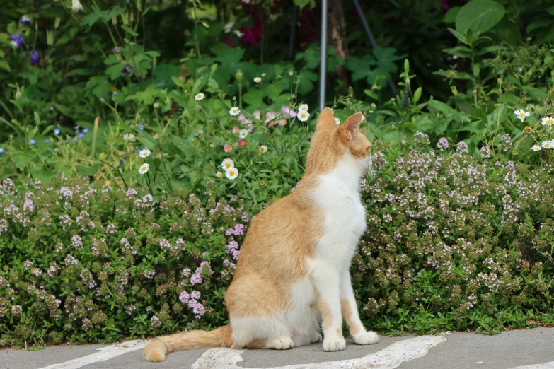 a cat sitting in front of a bush with purple flowers