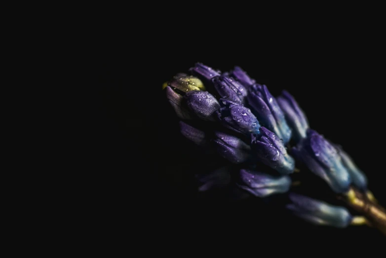 purple flower blooming from seed against a black background